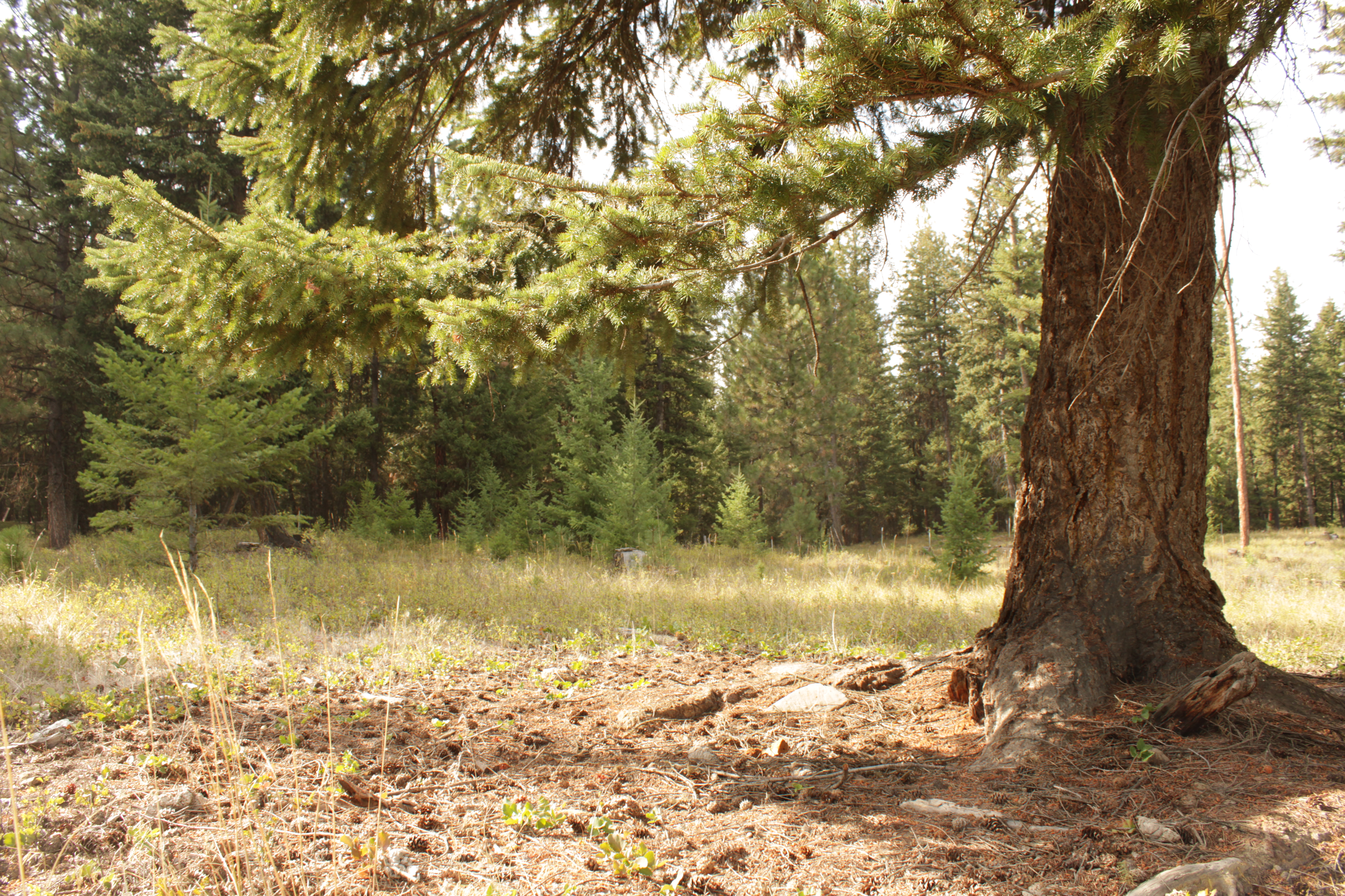 PRIVATE MONTANA 2 ac Parcel, trees & meadow, close to Public Land: 2 Ac. MT Private Lot, Live or Air B&B